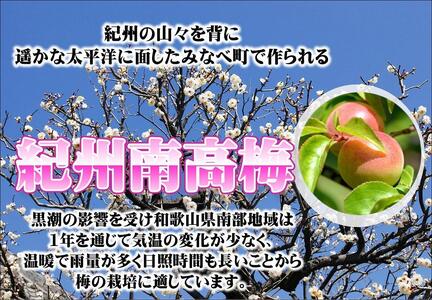 みかんこい梅 yplu005A