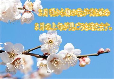 紀州南高梅 うす塩 yplu011A