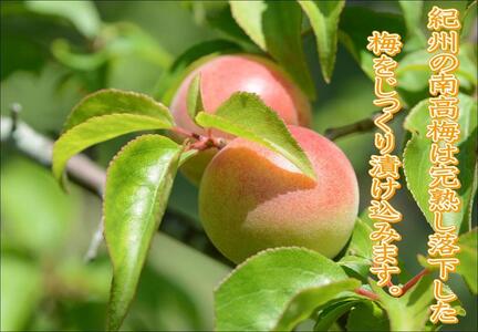 紀州南高梅 うす塩 yplu011A