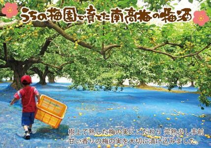 自家農園産　完熟南高梅梅酒　２種　yokosho004A