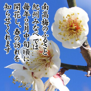 紀州産南高梅 みつふる12粒入り 減塩1.5% tnht002A
