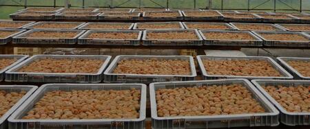 【塩分約5%】和歌山県紀州南高梅つぶれ はちみつ漬け 訳あり 800g agrjpn001A