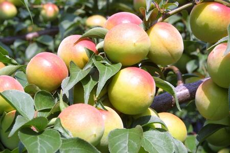 和歌山県紀州南高梅つぶれ はちみつ漬け&しそ漬け 訳あり 500g×2 agrjpn005A