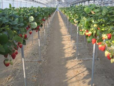 ［先行予約］いちご（まりひめ）ゆりかーご包装  ［2026年1月上旬から3月中旬にお届け］tagfam003A