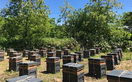 百花蜂蜜 約200g×3本 nkmryoho003A