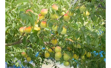 ［先行予約］紀州産 完熟南高梅 生梅 1.5kg［2026年発送分］hjumys024