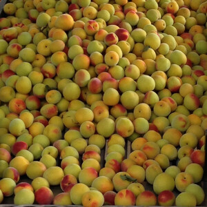 ［先行予約］紀州産 完熟南高梅 生梅 1.5kg［2026年発送分］hjumys024