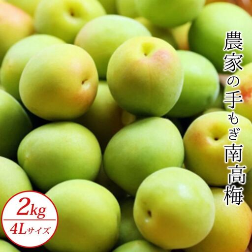 青梅】農家の手もぎ南高梅2kg(4Lサイズ)【sakachu005B 青梅】農家の手もぎ南高梅2kg(4Lサイズ)【sakachu005B