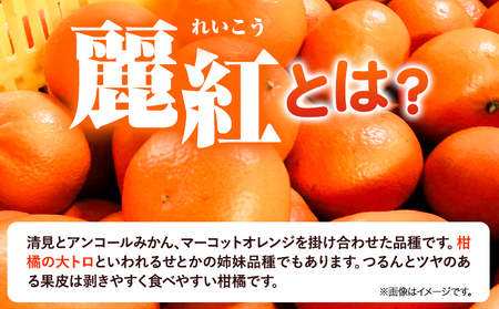 麗紅 (れいこう) 2kg サイズ おまかせ《2026年2月中旬-4月下旬頃出荷》竹本農園 和歌山県 日高川町 旬 新鮮 果物 柑橘 フルーツ 国産 送料無料 お試し サイズ 2000g みかん st-p