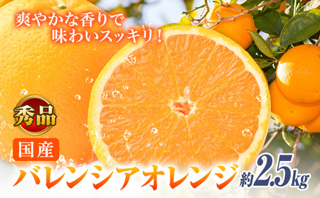 【秀品】※先行予約※希少な国産バレンシアオレンジ 約2.5kg 株式会社 魚鶴商店《2026年6月下旬頃～7月上旬頃出荷》和歌山県 日高川町 オレンジ 柑橘 フルーツ 果物