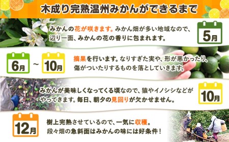 【先行予約】木成り完熟 温州みかんミックスサイズ10kg まるまつ農園《2025年12月上旬-2026年1月末頃出荷》 和歌山県 日高川町 温州みかん みかん 完熟