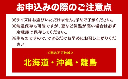  【先行予約】和歌山産 ミニトマト アイコトマト 約2kg SまたはMサイズ サイズおまかせ 厳選館 【配送不可地域あり】 《2026年1月上旬-2月中旬頃出荷》 和歌山県 日高川町 トマト とまと アイコトマト 送料無料