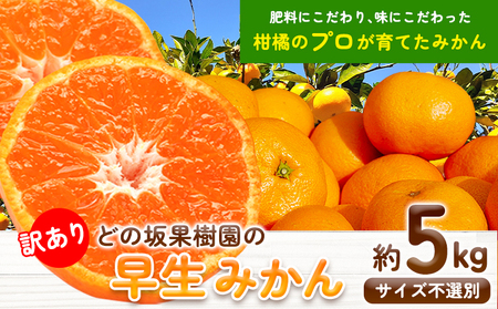 訳あり 早生 みかん 5kg ( サイズ 不選別 ) どの坂果樹園《12月上旬-1月末頃出荷》 和歌山県 日高川町 みかん ご家庭用 ｜訳あり みかん わけあり みかん 訳ありみかん みかん 2024年出荷 みかん 2025年出荷 みかん 和歌山 みかん ご家庭用 みかん わけあり みかん みかん5kg 早生 みかん 訳あり早生 みかん 日高川 みかん 