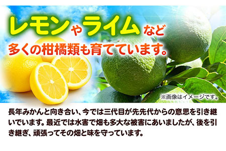 先行予約】ライム 国産 ライム 約1.5kg (15～25玉)《2026年9月下旬-12
