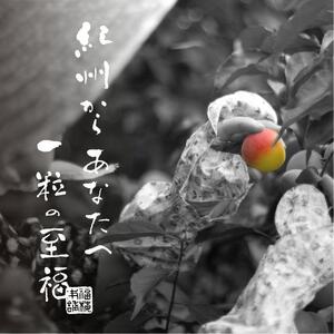 紀州南高梅 梅の鏡1段 あまみつ梅【ギフト 木箱入り 贈答用】