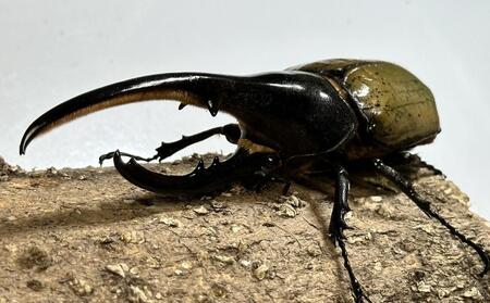 【先行予約】ヘラクレスオオカブト ペア 少し訳あり(オス120mm~140mm前後・メスフリー)※配送不可地域あり ※期間限定 ※数量限定【2026年3月より順次発送】