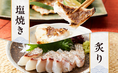 白浜天鯛完食 【先行予約 2026年3月初旬~5月中旬に順次配送】