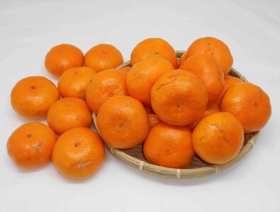 魅力的な価格 紀州完熟みかん 10kg（家庭用大玉・2L又は3L） | 和歌山県白浜町 果物