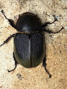 ヘラクレスオオカブト メス 1匹 サイズフリー ※配送不可地域あり
