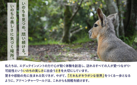 白浜町ふるさと納税 アドベンチャーワールド入園引換券 子どもチケット（18歳未満） 1枚