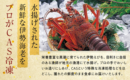 【年末配送】CAS凍結 伊勢海老 姿造り 500g ~ 600g 約2人前