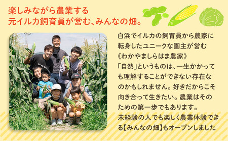 しらはまコンメシ 2袋 セット わかやましらはま農家 特製 炊き込みご飯の素