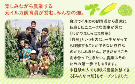 しらはまレタポタ 6袋 セット わかやましらはま農家 特製 ポタージュスープ