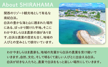 しらはまソラポタ 6袋 セットわかやましらはま農家 特製 ポタージュスープ