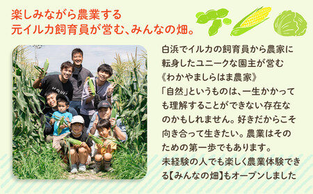 しらはまソラポタ 6袋 セットわかやましらはま農家 特製 ポタージュスープ