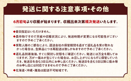 朝採 新鮮 白浜町産 ゴールドラッシュ とうもろこし 2Lサイズ 10～12本 はたごや農園