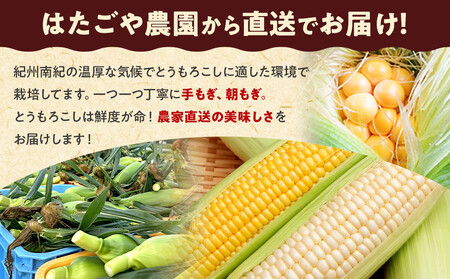 朝採 新鮮 白浜町産 ゴールドラッシュ とうもろこし 2Lサイズ 10～12本 はたごや農園