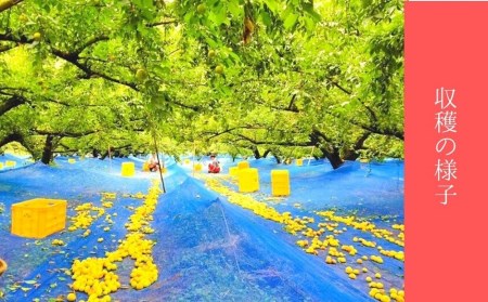 はちみつ南高梅 はぶたえ梅『和』薄皮で豊潤!贅沢な逸品!