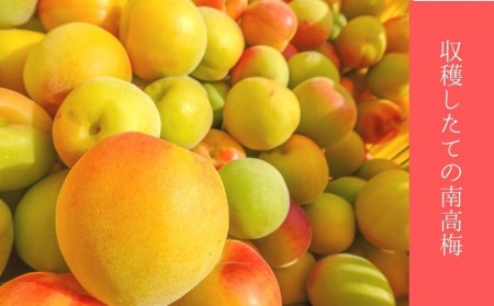 はちみつ南高梅 はぶたえ梅『和』薄皮で豊潤!贅沢な逸品!