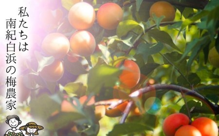 四福のしあわせ 各600g×4種 はちみつ梅 しそ梅 甘口梅 大粒自慢【農家厳選　紀州南高梅】