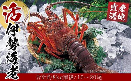 送込）本州最南端の地より　活け伊勢エビ　１０～１４尾で２キログラム（和歌山県産） 活 伊勢海老 10尾 ～ 20尾 セット 合計 約8kg 産地直送 | 和歌山
