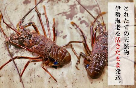 活 伊勢海老 2尾 ～ 8尾 合計 約 900g ～ 1.1kg セット 産地直送 船長ジュニア りん君おススメ