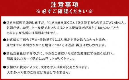 活 伊勢海老 2尾 ～ 8尾 合計 約 900g ～ 1.1kg セット 産地直送 船長ジュニア りん君おススメ