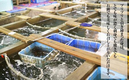 活 伊勢海老 2尾～3尾 セット 合計 約1kg 産地直送 番長おススメ