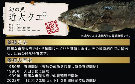 近大くえ鍋セット ( 500g ）こだわりだしぽん酢付き【2025年1月下旬～2月上旬発送】