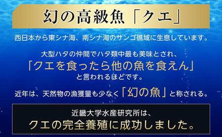 近大クエ鍋セット ( 500g ）こだわりだしぽん酢付き【2026年2月上旬～中旬発送】