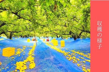 無添加　しそ梅　しょっぱい（食べごろLサイズ400g）紀州南高梅【梅農家手づくり梅干】