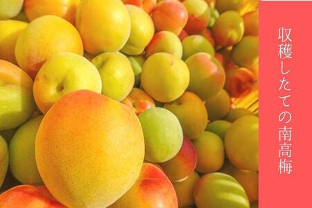 無添加　しそ梅　しょっぱい（食べごろLサイズ400g）紀州南高梅【梅農家手づくり梅干】