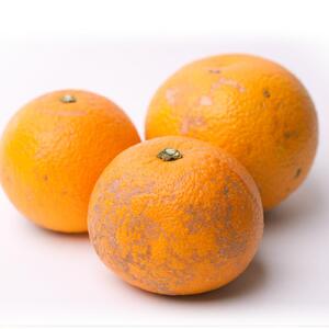 ［先行予約］家庭用 はっさく2.5kg+250g（傷み補償分）【八朔みかん】【訳あり・わけあり】［IKE28］