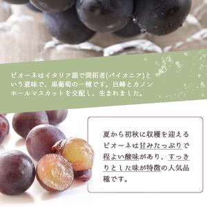 ピオーネ 約2kg　紀州和歌山 かつらぎ産［2026年8月下旬以降発送予定］［UT119］