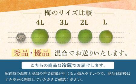 【2025年5月下旬以降発送】紀州南高梅(青梅) 5kg〈Lサイズ〉