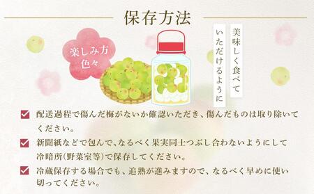 【2026年5月下旬以降発送】紀州南高梅(青梅) 10kg〈大粒/3Lサイズ〉