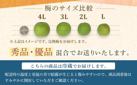 【2026年6月上旬以降発送】紀州南高梅(完熟梅) 10kg〈Lサイズ〉