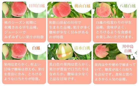 和歌山県産 旬 の 桃 5～6玉入り 秀品【2026年6月下旬より順次発送】［MG33］