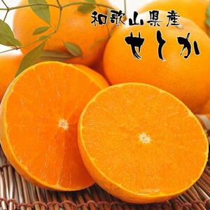 和歌山有田の濃厚せとか（ご家庭用） 約4～5kg ［先行予約］ | くだもの フルーツ 果実 果物 有田 みかん 和歌山　［MS81］