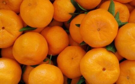 和歌山産ポンカン約5kg（サイズ混合・秀優品）★2026年2月初旬頃より順次出荷［TM136］